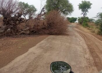 तांभा–विजयगोपाल मार्गावर पडलेले झाड अद्याप हटवले नाही; अपघाताचा धोका वाढला