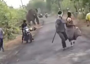 गडचिरोलीत थरार! अमीर्झा रोडवर हत्तीचा धुमाकूळ; दुचाकीस्वारांची पळापळ