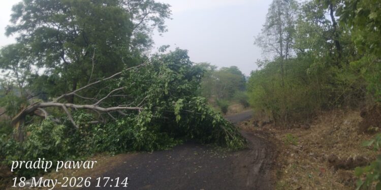 अवकाळी पावसाचा तडाखा : सेनगाव – नंदपा मार्गावर झाडे कोसळल्याने वाहतुकीला मोठा अडथळा