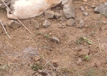 गागोदे खुर्द गावात चावऱ्या कुत्र्याचा धुमाकूळ; ग्रामस्थांचा मोठा त्रास, अखेर नागरिकांनी घेतली खबरदारीची भूमिका