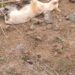 गागोदे खुर्द गावात चावऱ्या कुत्र्याचा धुमाकूळ; ग्रामस्थांचा मोठा त्रास, अखेर नागरिकांनी घेतली खबरदारीची भूमिका
