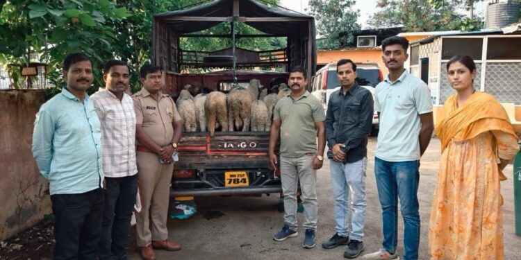 स्थानिक गुन्हे शाखेची दमदार कामगिरी; हायवेवरून चालत्या ट्रकमधून चोरी झालेल्या मेंढ्या २४ तासांत जप्त