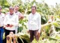 अवकाळी पाऊस व वादळी वाऱ्याने पाथरी तालुक्यातील फळपिकांचे मोठे नुकसान; महसूल विभागाकडून पंचनामे सुरू