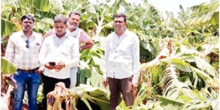 अवकाळी पाऊस व वादळी वाऱ्याने पाथरी तालुक्यातील फळपिकांचे मोठे नुकसान; महसूल विभागाकडून पंचनामे सुरू