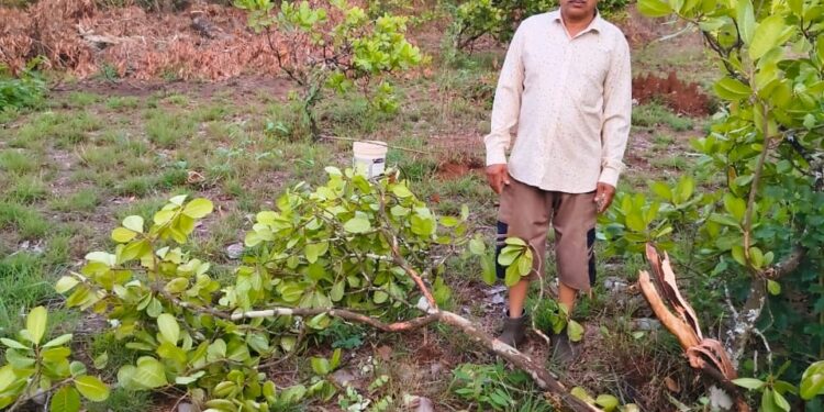 आजरा तालुक्यात शेतकऱ्यांवर तिहेरी संकट; वळवटी येथे गव्यांच्या कळपाने काजू बागांचे मोठे नुकसान