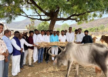 कामगार नेते रूपेश भाऊ मिसाळ यांचा वाढदिवस गौमातांना चारा वाटप करून साजरा; वेळे येथील गोशाळेत मोठा उपक्रम