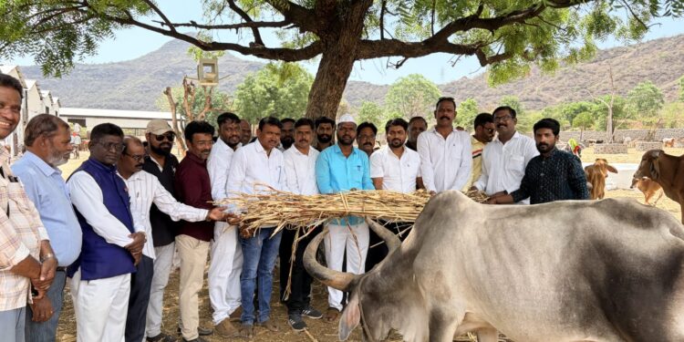 कामगार नेते रूपेश भाऊ मिसाळ यांचा वाढदिवस गौमातांना चारा वाटप करून साजरा; वेळे येथील गोशाळेत मोठा उपक्रम