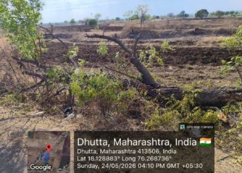 एमएसईबी लाईनच्या कामाच्या नावाखाली शेकडो झाडांची कत्तल; चौकशी व कारवाईची मागणी