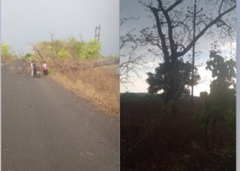 वादळामुळे झाड कोसळून विजेच्या तारा तुटल्या; सुदैवाने जीवितहानी टळली