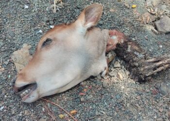 लावा येथे गायीच्या वासराचे शीर आढळल्याने खळबळ; गुन्हा दाखल