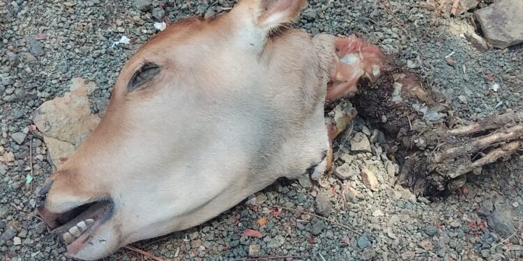 लावा येथे गायीच्या वासराचे शीर आढळल्याने खळबळ; गुन्हा दाखल