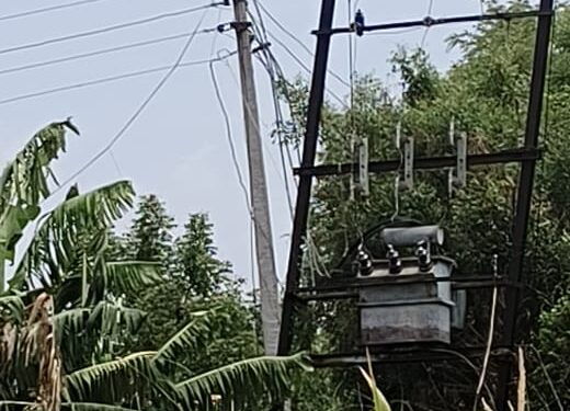महावितरणच्या अनियमित वीजपुरवठ्यामुळे पंढरपूर तालुक्यातील शेतकरी दुहेरी संकटात