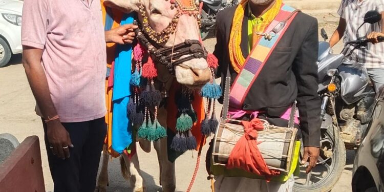 लोप पावत चाललेल्या नंदीबैल कलेचे दर्शन; चिचोंडी पाटीलमध्ये परंपरेला उजाळा