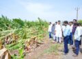 वादळी वाऱ्यामुळे केळी-डाळिंब पिकांचे नुकसान; पंचनाम्याचे आमदार अभिजीत पाटील यांचे आदेश