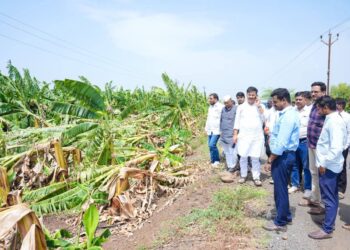 वादळी वाऱ्यामुळे केळी-डाळिंब पिकांचे नुकसान; पंचनाम्याचे आमदार अभिजीत पाटील यांचे आदेश