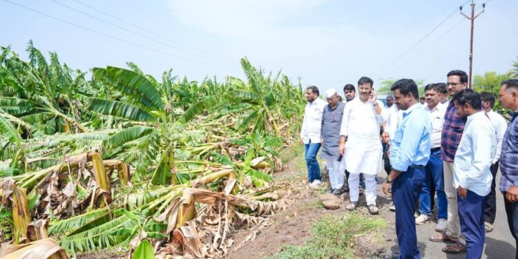 वादळी वाऱ्यामुळे केळी-डाळिंब पिकांचे नुकसान; पंचनाम्याचे आमदार अभिजीत पाटील यांचे आदेश