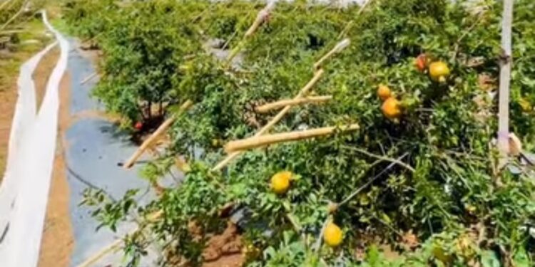 अवकाळी पाऊस व ‘तेल्या’ रोगामुळे डाळिंब बागा उद्ध्वस्त; हंगेवाडीतील शेतकऱ्यांचे लाखोंचे नुकसान