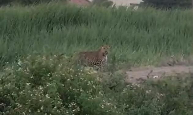 वाळुंजनगर परिसरात भरदिवसा बिबट्याच्या वाढत्या वावराने नागरिकांमध्ये चिंता