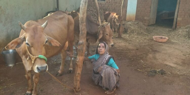 ७२ वर्षीय गंगाबाई बारसे ठरल्या स्वावलंबनाचा आदर्श; दुग्ध व्यवसायातून देत आहेत प्रेरणेचा संदेश