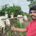 पावसाअभावी कोंडशी-असोला शिवार व औंढा नागनाथ परिसरातील पिके धोक्यात; शेतकरी चिंतेत