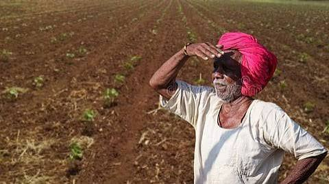 पावसाच्या प्रतीक्षेत बळीराजा; तेल्हारा तालुक्यात पिकांवर ताण वाढला