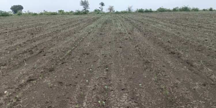 निकृष्ट सोयाबीन बियाण्यांमुळे शेतकऱ्यांवर दुबार पेरणीचे संकट; कारवाई व मदतीची मागणी