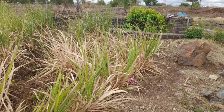 पावसाअभावी माढा तालुक्यातील शेतकरी चिंतेत; उजनी धरणातून सीना-माढा उपसा सिंचन व सीना नदीत पाणी सोडण्याची मागणी