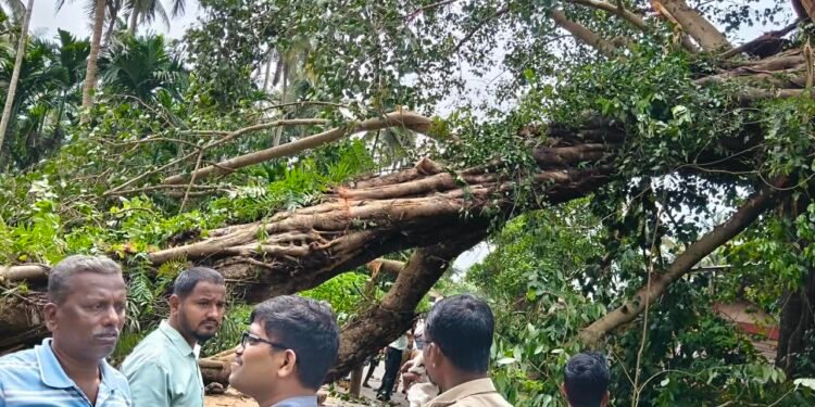 डेगवे येथे पिंपळाचे झाड कोसळले; दोन किलोमीटरपर्यंत वाहनांच्या रांगा