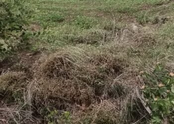 बार्शी तालुक्यावर निसर्ग कोपला; तीन महिन्यांपासून पावसाची दडी