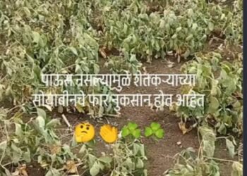 पावसाअभावी सोयाबीन,तूर, उडीद,मूग, मका पिकांना फटका ; शेतकरी चिंतेत