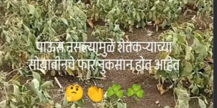 पावसाअभावी सोयाबीन,तूर, उडीद,मूग, मका पिकांना फटका ; शेतकरी चिंतेत
