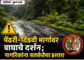 पेंढरी–दिंडवी मार्गावर वाघाचे दर्शन; नागरिकांना सतर्कतेचा इशारा