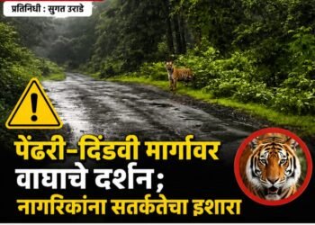 पेंढरी–दिंडवी मार्गावर वाघाचे दर्शन; नागरिकांना सतर्कतेचा इशारा