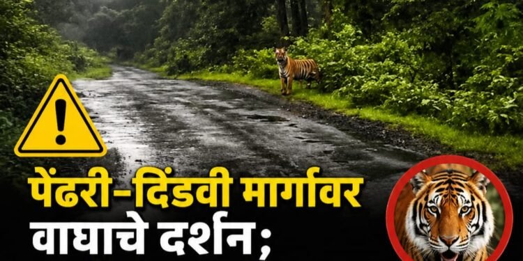 पेंढरी–दिंडवी मार्गावर वाघाचे दर्शन; नागरिकांना सतर्कतेचा इशारा
