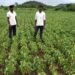 पावसाने दिलेल्या प्रदीर्घ दडीमुळे दुष्काळसदृश परिस्थिती; आलेगाव-गोळेगाव शिवारात उभी पिके डोळ्यांदेखत वाळत आहेत .