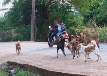 गोकुंद्यात मोकाट कुत्र्यांचा वाढता उपद्रव; नागरिकांच्या जीविताला धोका