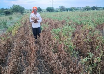 वाशी तालुक्यात बैल पोळा सना वर दुष्काळाचे सावट