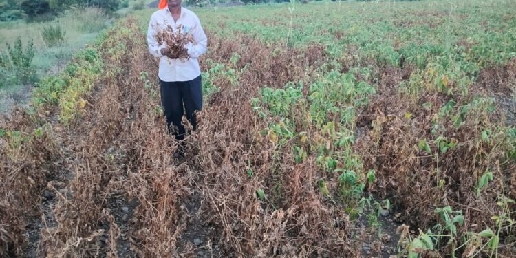 वाशी तालुक्यात बैल पोळा सना वर दुष्काळाचे सावट