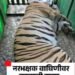 नरभक्षक ठरलेल्या वाघिनिचा अखेर मृत्यु डार्ट मारून बेशुधा केलेल्या वाघिनिचा उपचार दरम्यान मृत्यु .