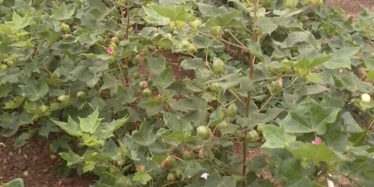 दीर्घ प्रतीक्षेनंतर पाचोरा तालुक्यात जोरदार हजेरी; सुकणाऱ्या पिकांना मिळाला नवसंजीवनीचा दिलासा!