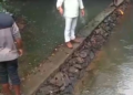पिकुळे बंधाऱ्यांच्या कामाची चौकशी करण्याची मागणी; कारवाई न झाल्यास २३ ऑक्टोबरपासून उपोषणाचा इशारा