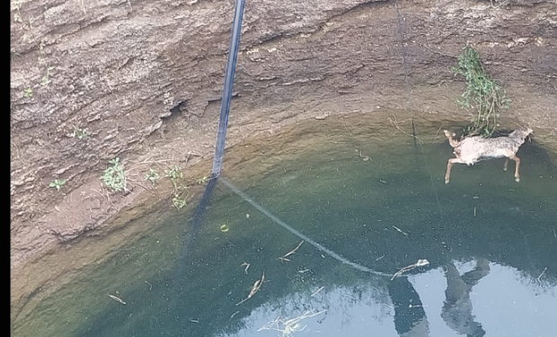 विहिरीत पडलेल्या मृत हरणाला वन विभागाने बाहेर काढले