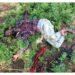 तानाजी गायकवाड खून प्रकरणी मुख्य आरोपी पोलिसांच्या ताब्यात; साथीदार फरार, एका दिवसात मुरूम पोलिसांनी लावला छडा