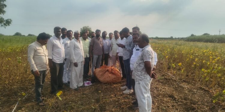 येरमाळा येथे सोयाबीन पीक कापणी प्रयोग — दुष्काळाची दाहकता प्रत्यक्ष शेतात!
