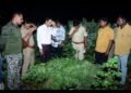 दहेगावातील शेत शिवारात गांजाची बेकायदेशीर लागवड