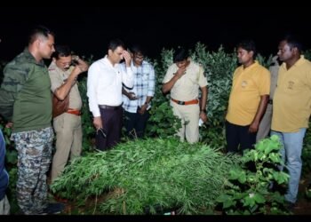 दहेगावातील शेत शिवारात गांजाची बेकायदेशीर लागवड