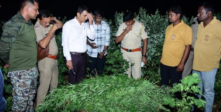 दहेगावातील शेत शिवारात गांजाची बेकायदेशीर लागवड