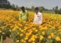 फूलशेती मधून अनेकांना रोजगार उपलब्ध…