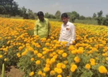 फूलशेती मधून अनेकांना रोजगार उपलब्ध…