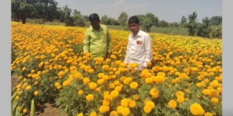 फूलशेती मधून अनेकांना रोजगार उपलब्ध…